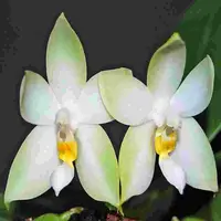 Phalaenopsis bellina fma. alba