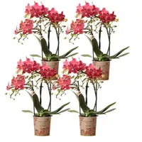 COMDI DEAL – 4 Rode Congo orchideeën