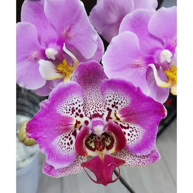 Phalaenopsis Wulu Caishen '9207'