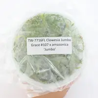 FLASK Clowesia Jumbo Grace #107 x amazonica 'Jumbo'