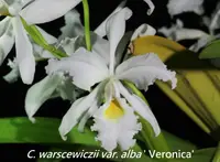 C. warscewiczii x sib (fma. alba 'Veronica' x guasi alba 'Rochelensis') (C2215) (Cattleya - - warscewiczii ) SS