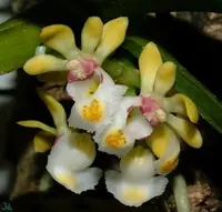 Gastrochilus japonicus
