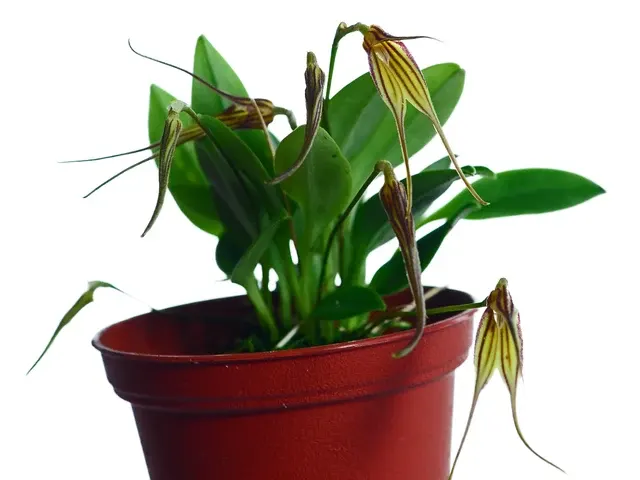 Masdevallia amaluzae (Masdevallia)