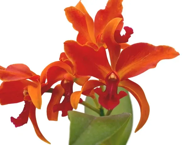 Cattlianthe Michael Riley (Cattlianthe)