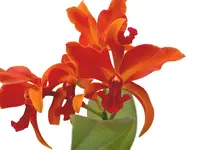 Cattlianthe Michael Riley