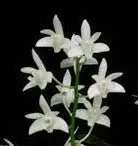 Dendrobium kingianum album — BS-2.5 in / Nonblooming