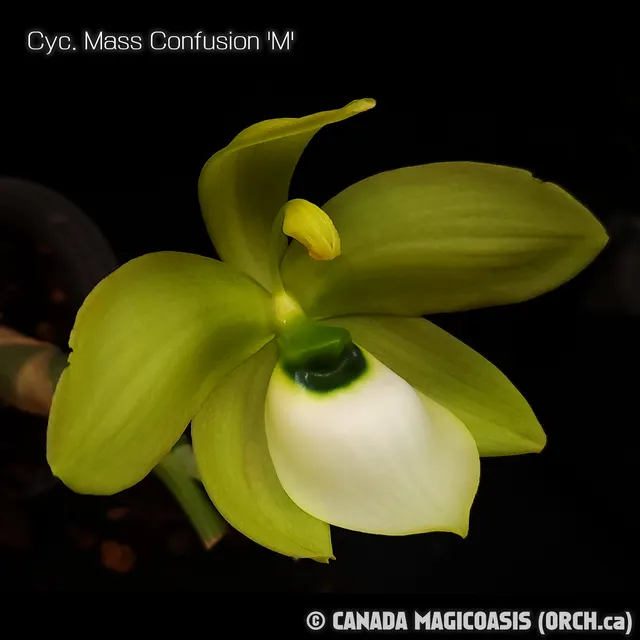 Cycnoches Mass Confusion 'M' (Cycnoches)