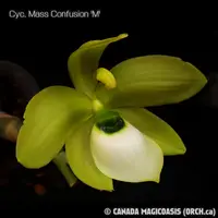 Cyc. Mass Confusion 'M' (CYCM03) ( - - Catasetinae subtribe ) Cyc.=Cycnoches