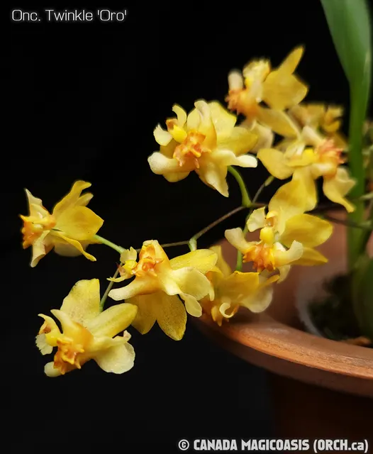 Oncidium Twinkle 'Oro' (Oncidium)