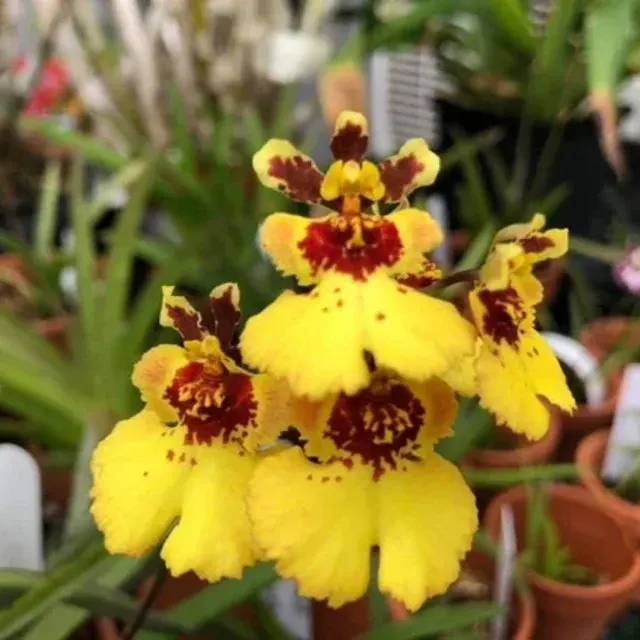 Tolumnia Jairak Firm 'Lion’ (Tolumnia)