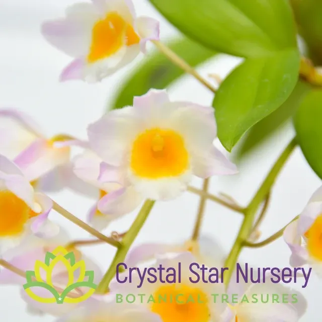 Dendrobium Farmeri Pink X Sib (Dendrobium)