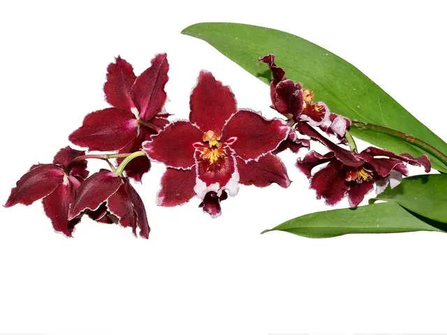Oncidium Mi Morena (Oncidium)