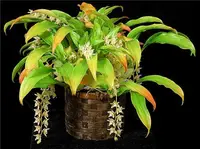 Pholidota chinensis
