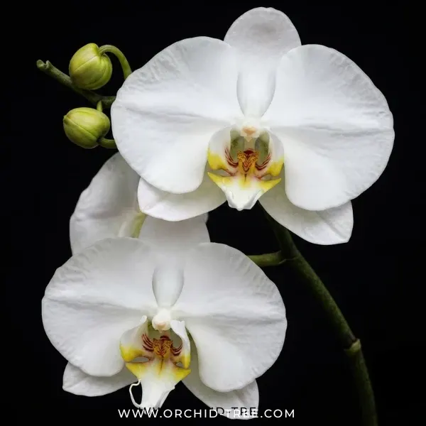 Phalaenopsis Kingcar Prince 'KC'