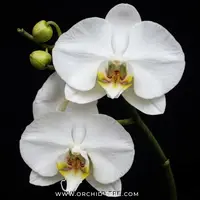 Phalaenopsis Kingcar Prince KC Orchid Plant - FF