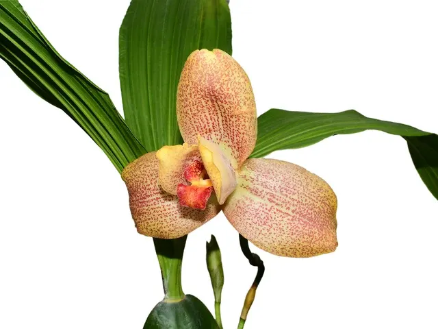 Lycaste Quiteñita