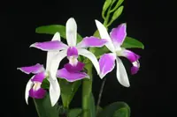 C. violacea var. flamea x sib ('C.H.#1' CHM/TOGA x 'Por de sol') (C1599) (Cattleya - - violacea )