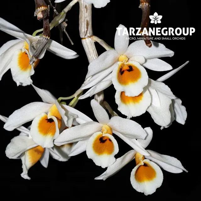 Dendrobium bensoniae (Dendrobium)