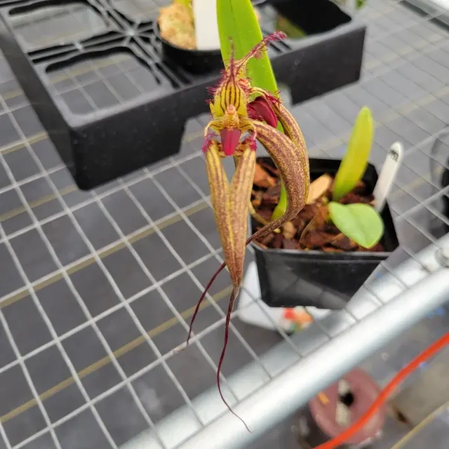 Bulbophyllum rothschildianum (Bulbophyllum)