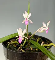 Seidenanda Ucho (N. falcata x Seidenfadenia mitrata)