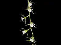 Oeoniella polystachys