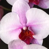 Phal. Princess Sakura