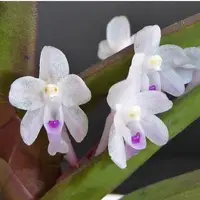 Cleisocentron malipoense