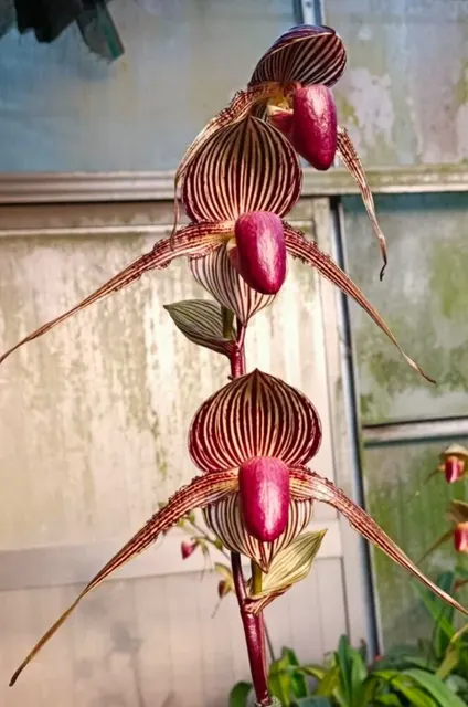 Paphiopedilum SUNLIGHT SKY ROTHS
