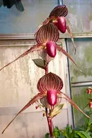 Paphiopedilum SUNLIGHT SKY ROTHS (rothschildianum x Roth Sunlight)