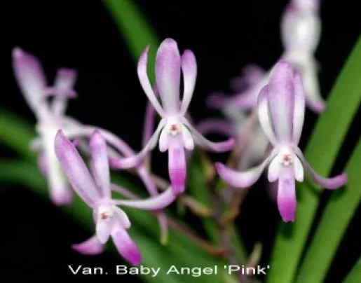 Vanda Baby Angel (Vanda)