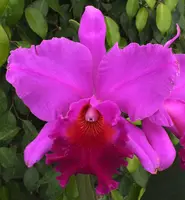 Blc. Amy Wakasugi 'NN'.