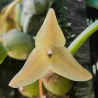Trias - Bulbophyllum mollis sp.