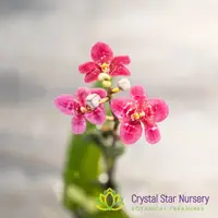Sarcochilus Elegance 'Super' x (Kulnura Ripple x Kulnura Dazzel 'Ultra' (164)