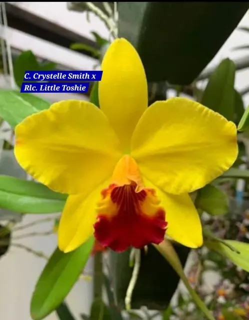 Cattleya 17 Orchid (Cattleya)