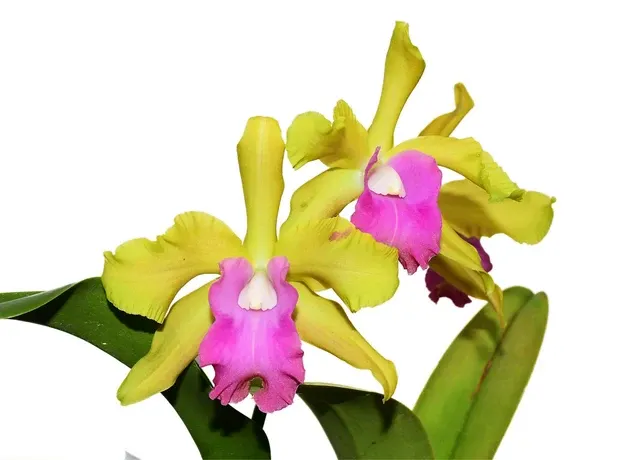 Rhyncholaeliocattleya Ivan Portilla (Rhyncholaeliocattleya)