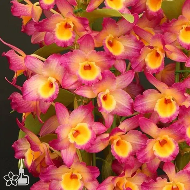 Dendrobium Morning Glow 'Rebecca'