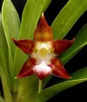 Huntleya meleagris