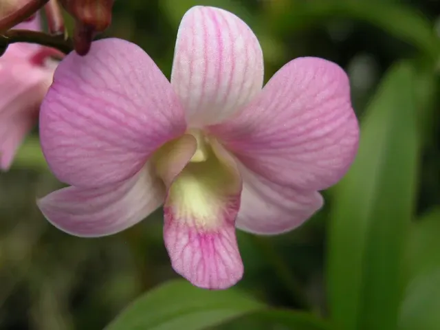 Dendrobium Pegasus