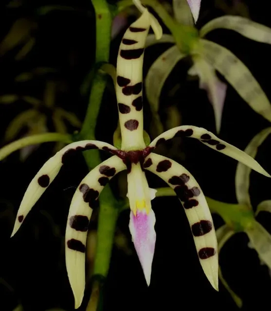 Encyclia Prosthechea Prismatocarpa