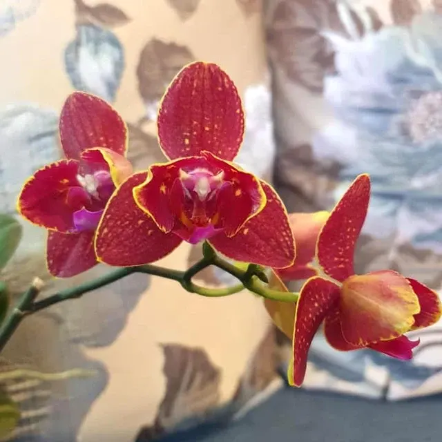 Phalaenopsis I-Hsin Claire