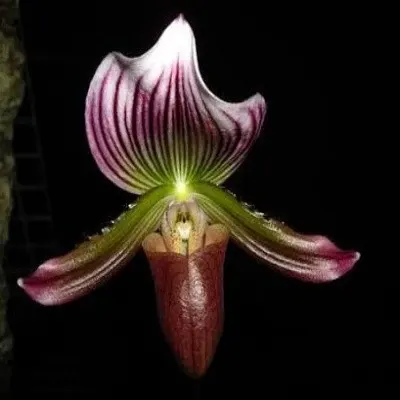 Paphiopedilium callosum (Paphiopedilum)