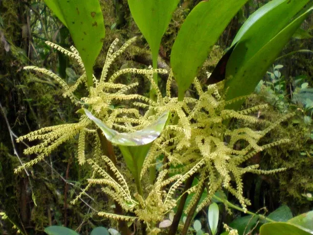 Stelis gelida (Stelis)