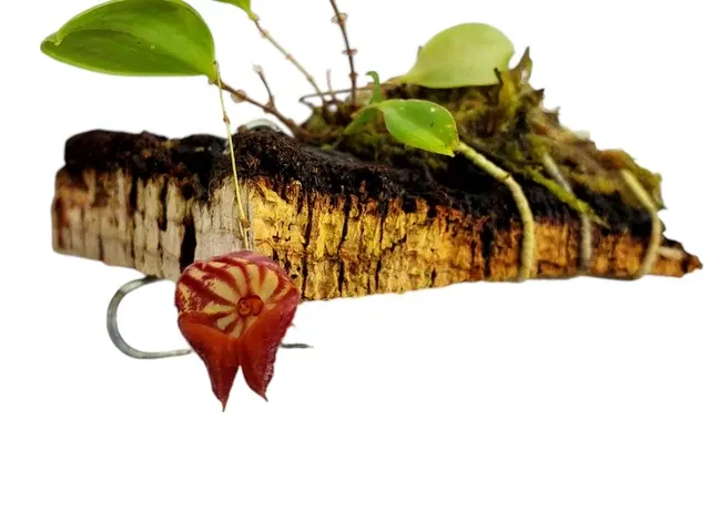 Lepanthes caprimulgus x (Lepanthes)