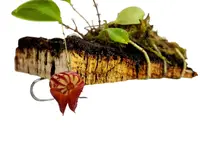 Lepanthes caprimulgus x Lepanthes portillae
