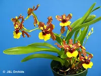 Oncidium croesus