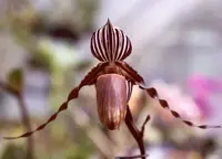 Paph. glanduliferum var. gardinerii - MS