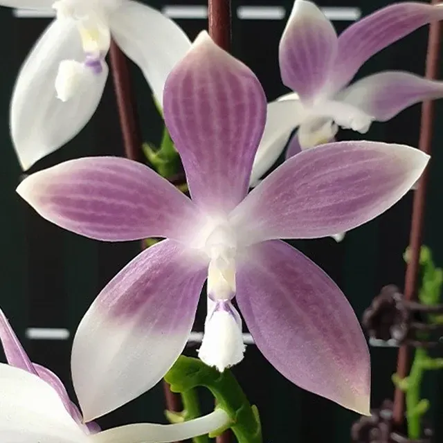 Phalaenopsis tetraspis 'Blue'