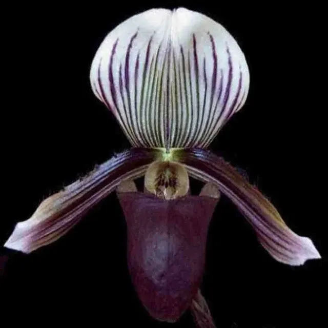 Paphiopedilium barbatum (Paphiopedilum)