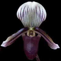 Paphiopedilium barbatum