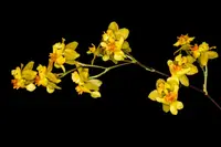 Oncidium Twinkle 'Oro'